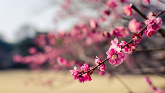 共享单车是什么性质