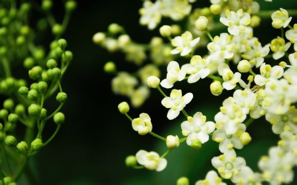 zephyrus是什么系列